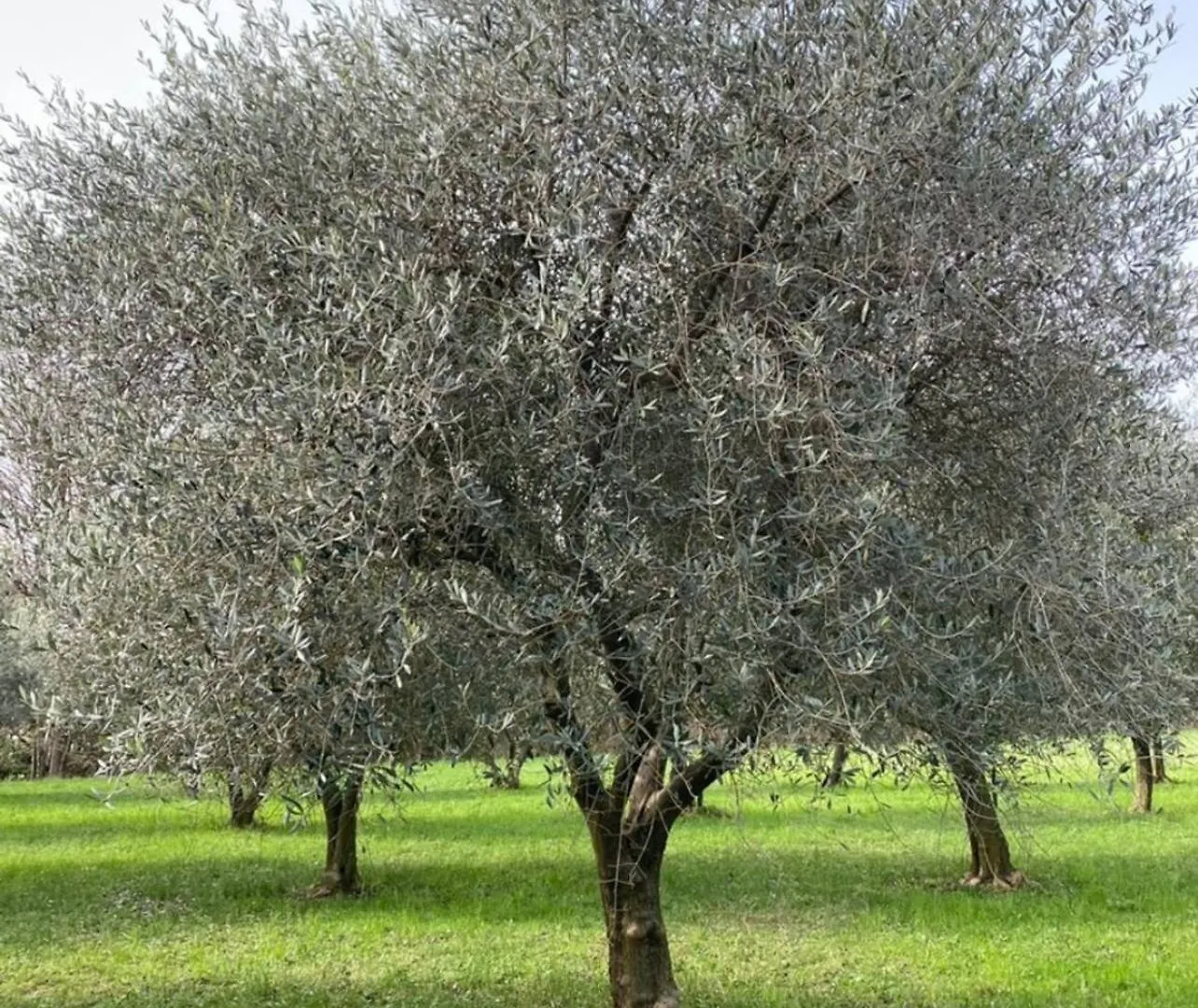 Residence19Ilborgo Asolo